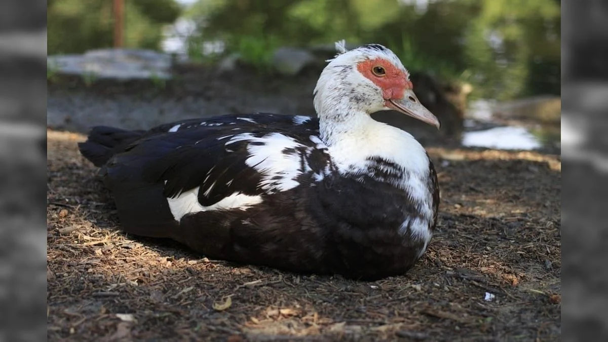 Ovos férteis Pato Moscow