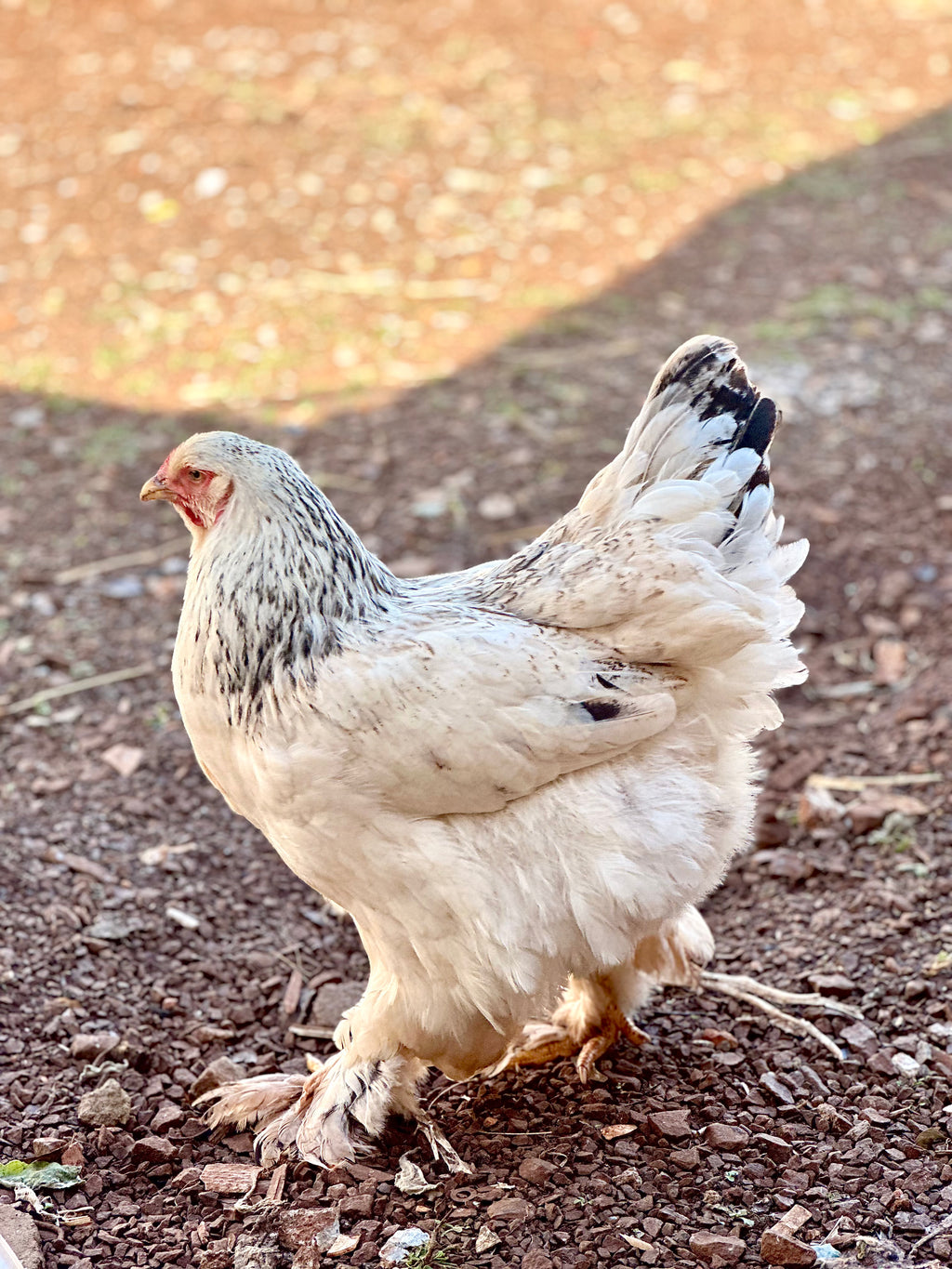 Ovos férteis Brahma Light