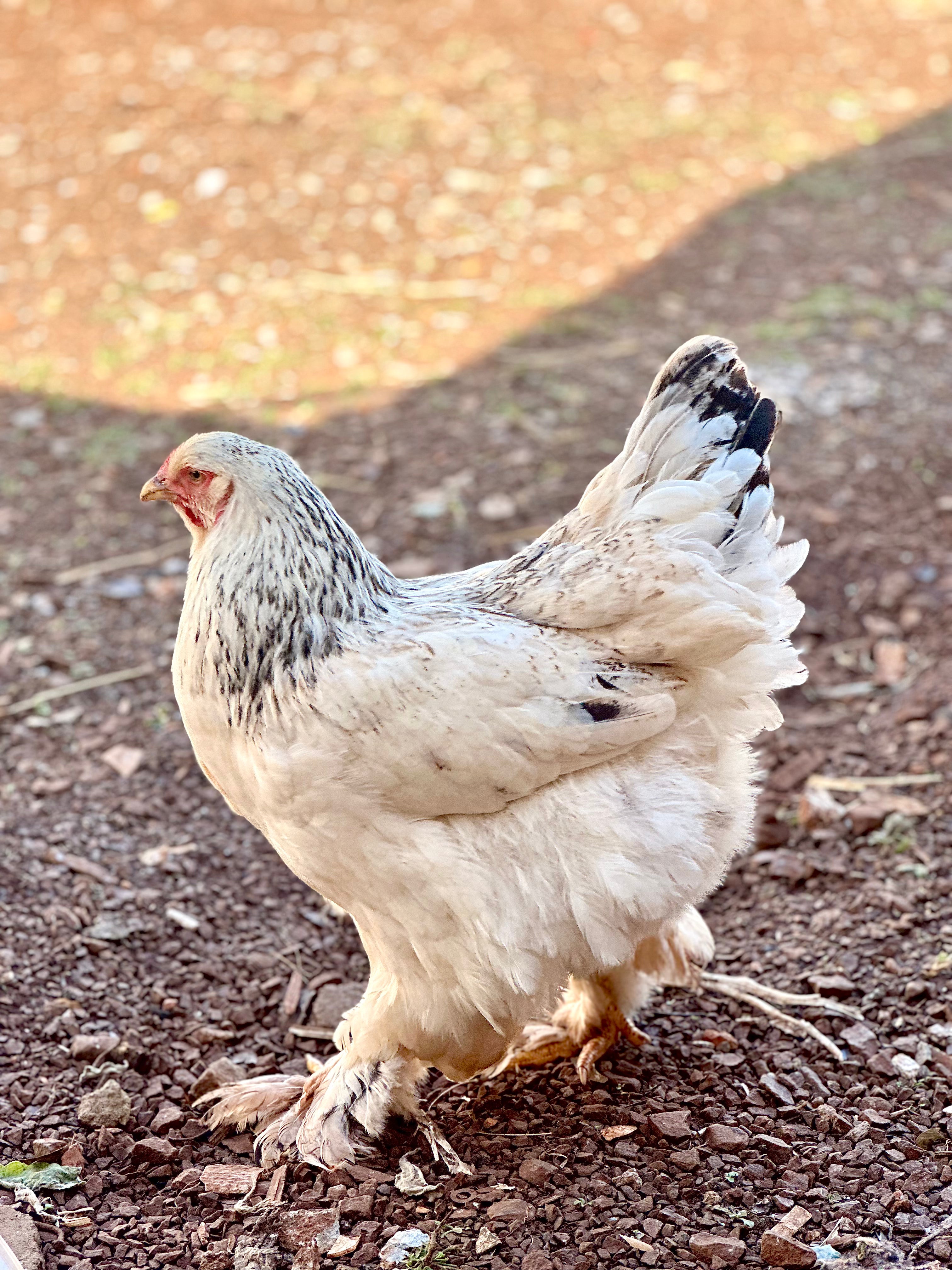 Ovos férteis Brahma Light