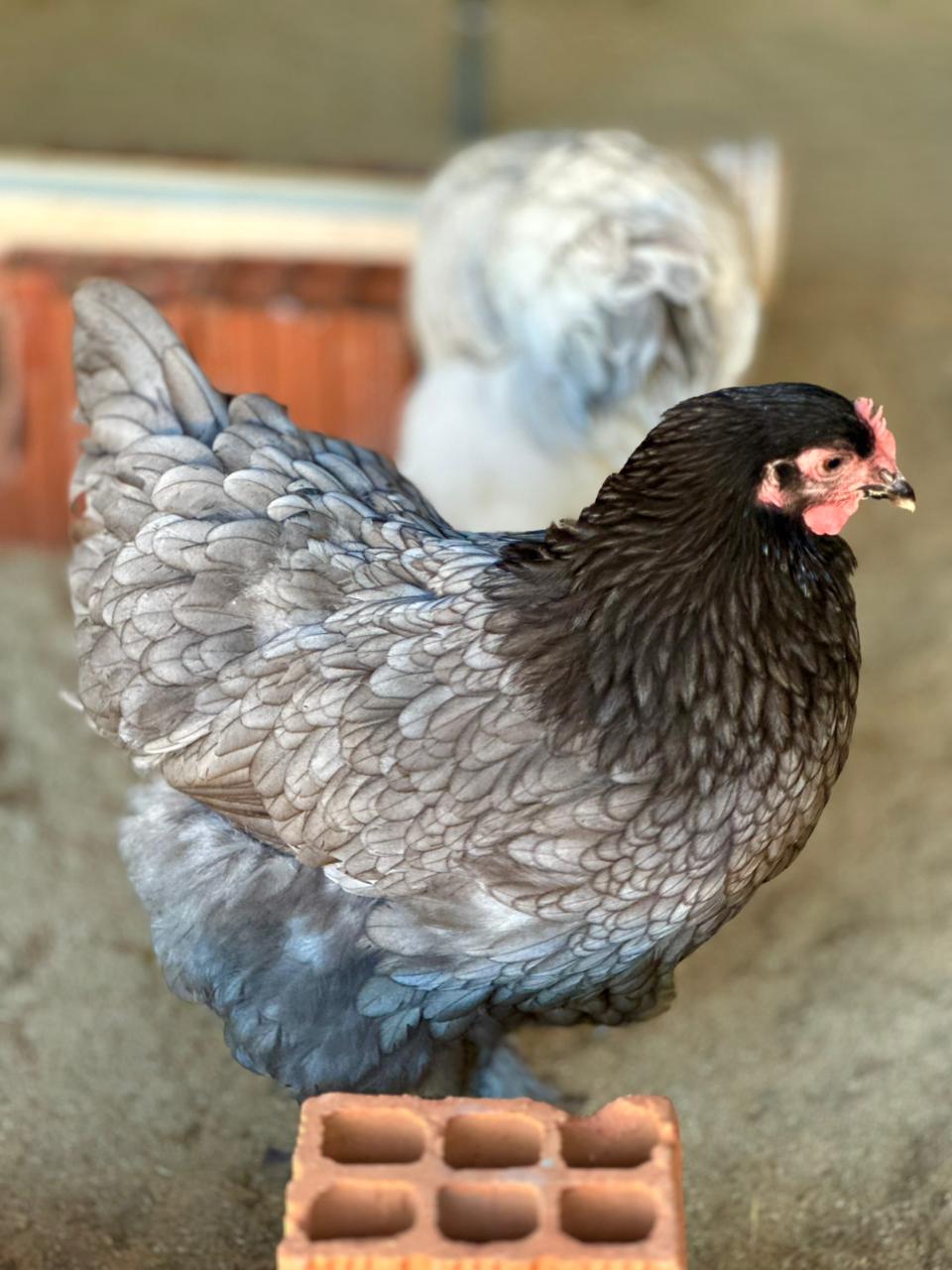 Ovos férteis Brahma Blue