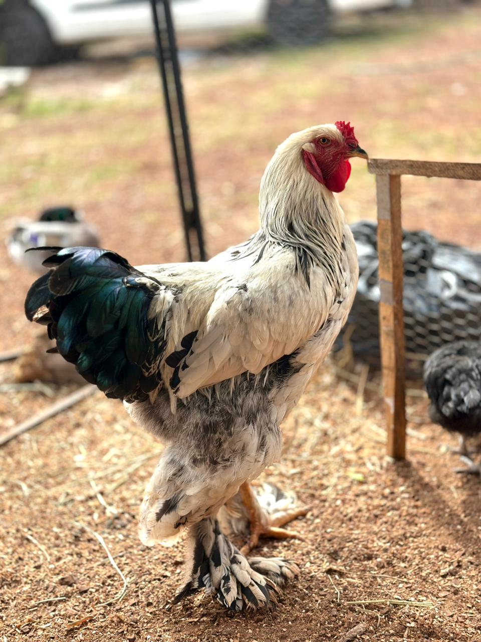 Ovos férteis Brahma Light