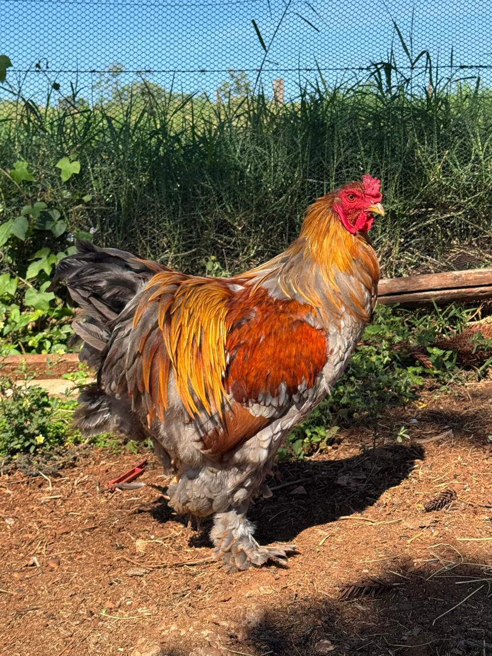 Brahma Salmão Blue