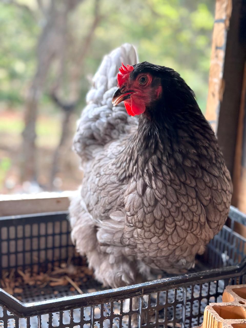 Ovos férteis Brahma Blue