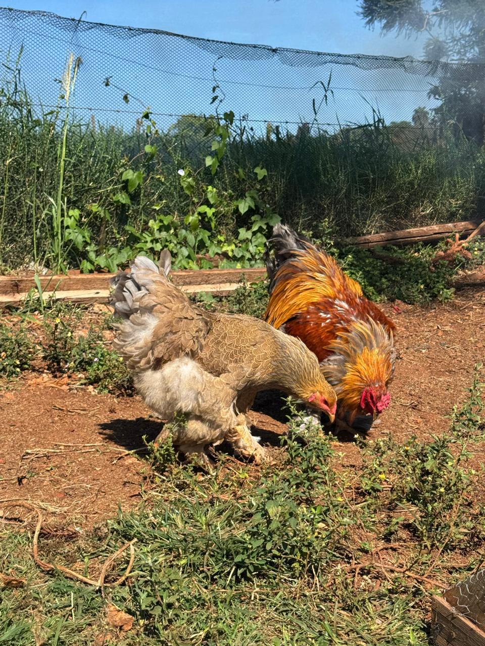 Brahma Salmão Blue