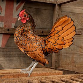 Ovos férteis de Sebright Dourada