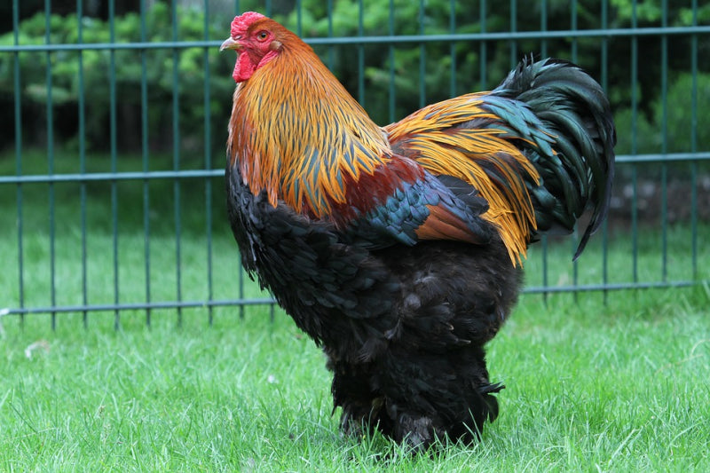 Ovos férteis Brahma Perdiz