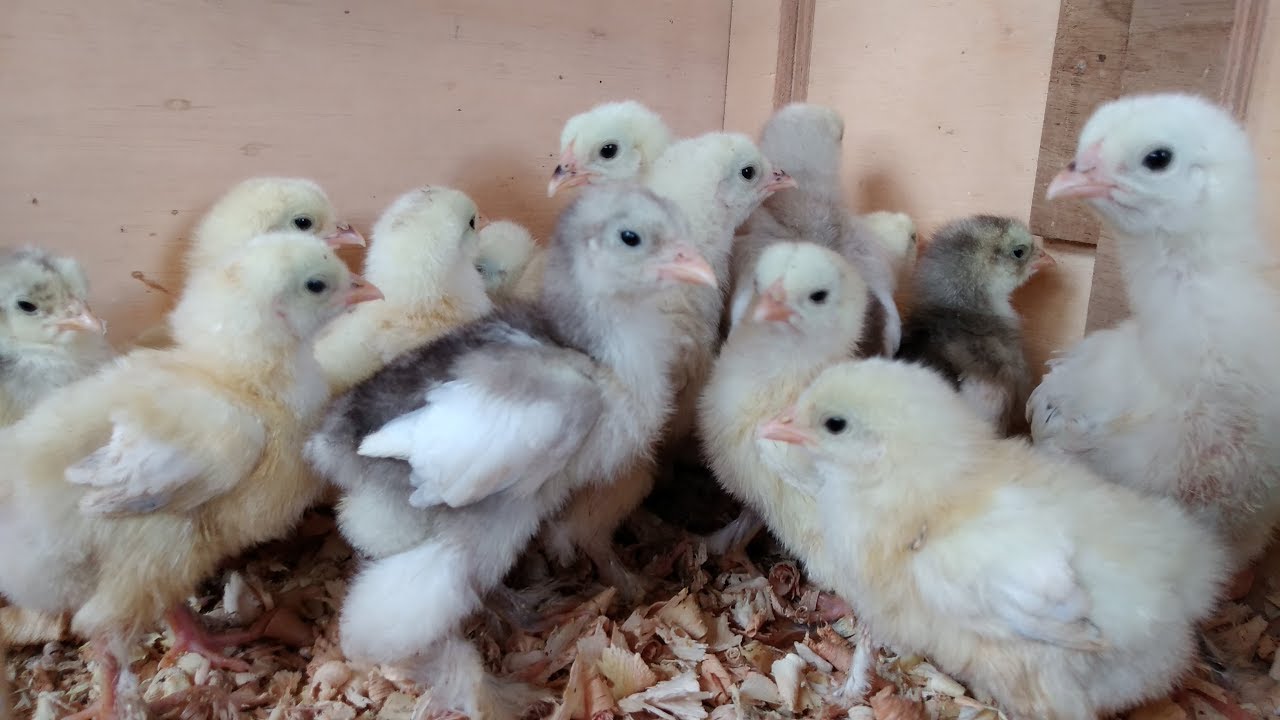 Pintainhos Brahma