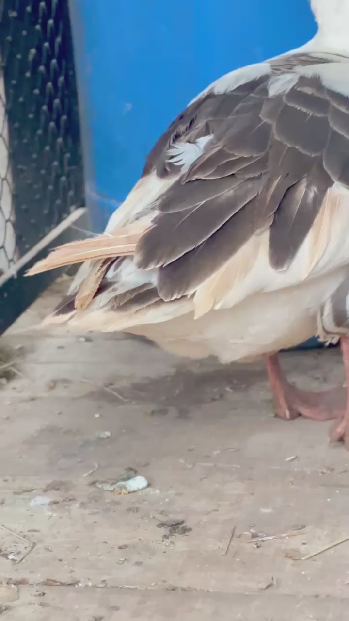 Ovos férteis de Ganso Toulouse Listrado